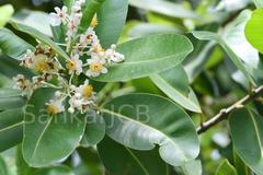 Calophyllum inophyllum